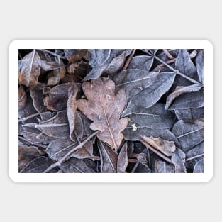 Winter Leaf Litter #2 Sticker